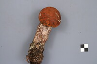 Leccinum piceinum image